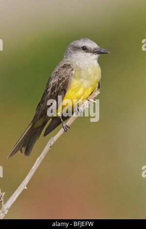 Tyran tritri (Tyrannus melancholicus tropical) perché sur une branche près de la côte de l'Équateur. Banque D'Images