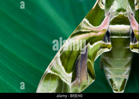 Daphnis nerii. Oleander Hawk moth. Résumé motif aile camouflage Banque D'Images