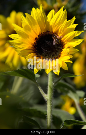 Helianthus annuus 'Little Leo', tournesol commun. Banque D'Images