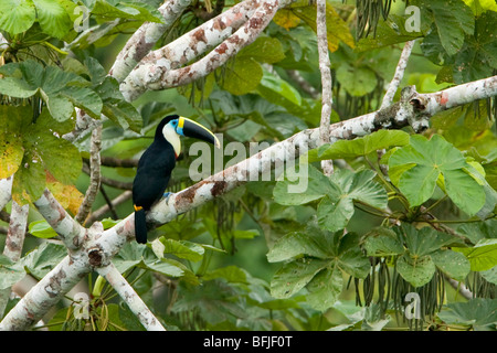 White-throated Toucan (Ramphastos tucanus) perché sur une branche près du fleuve Napo en Amazonie équatorienne. Banque D'Images
