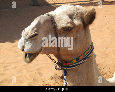 Tête de dromadaire utilisé pour l'équitation, Abu Dhabi, UAE Banque D'Images