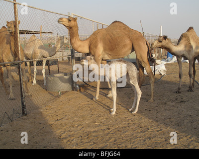 Dromadaire femelle avec son veau à une ferme de chameaux dans le désert près de DUBAÏ, ÉMIRATS ARABES UNIS Banque D'Images