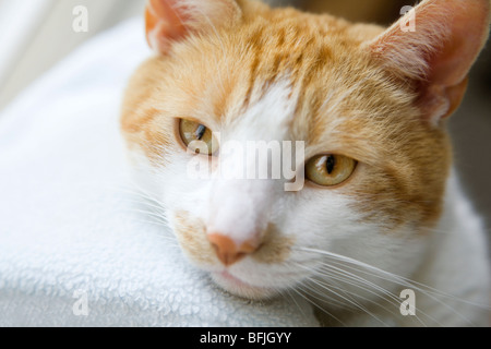 Un chat domestique somnole dans son lit Banque D'Images