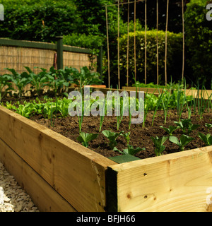 Légumes du jardin intérieur soulevé lit avec les jeunes plants de légumes au début de l'été Banque D'Images