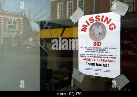 L'affiche de la maison d'un chien, un terrier appelé sid, dans la région de Barnes high street, dans le sud-ouest de Londres, Angleterre Banque D'Images