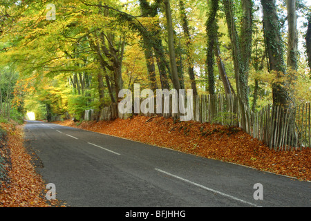 Décor de l'automne le long de la route, Chinnor Bledlow Ridge, dans le Buckinghamshire, Royaume-Uni Banque D'Images