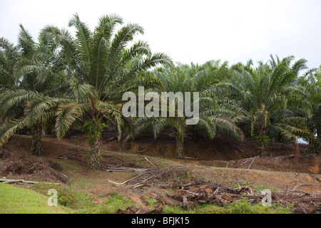 La plantation de palmiers à huile, Malaisie Banque D'Images