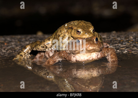 Le crapaud commun (Bufo bufo) se couple en amplexus dans une flaque d'eau marchant sur une route en chemin vers un étang de reproduction. Midhurst, Sussex, Royaume-Uni Banque D'Images