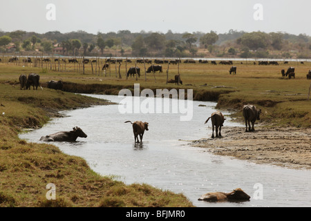 Le bétail dans le marais/lagon d'Arugam Bay, au Sri Lanka. Banque D'Images