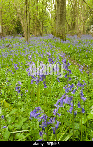 Bluebells en vieux taillis noisetier avec des chênes standard près de Petworth, West Sussex, Royaume-Uni. Avril Banque D'Images