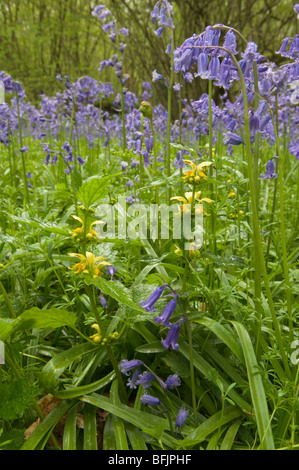 Bluebells en vieux taillis noisetier avec archange jaune et chênes standard près de Petworth, West Sussex, Royaume-Uni. Avril, parc national de South Downs Banque D'Images