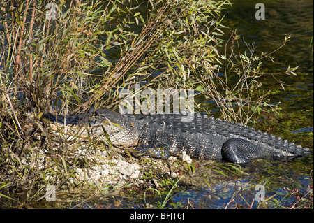 Un Alligator Alligator mississippiensis) (vu de l'anhinga Trail, Royal Palm, le Parc National des Everglades, en Floride Banque D'Images