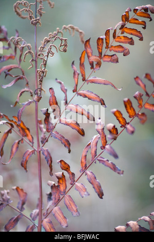 Osmonde royale (Osmunda regalis). Frondes et des sporanges. De l'automne. Octobre. Banque D'Images