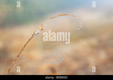 De minuscules gouttelettes d'eau sur un web araignées capturées à l'aube sur les Norfolk Broads Banque D'Images