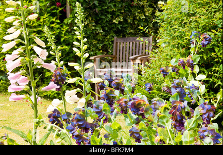 Digitales et Cerinthe major Purpurascens ou Honeywort dans un petit jardin anglais avec assise en bois en arrière-plan Banque D'Images