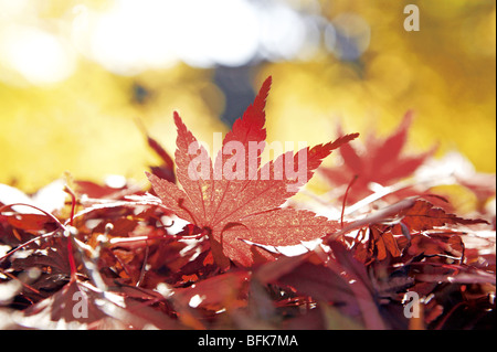 Feuilles d'érable japonais Banque D'Images