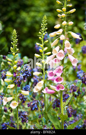 La digitale rose ou de la digitaline et violet Cerinthe major Purpurascens ou Honeywort Banque D'Images