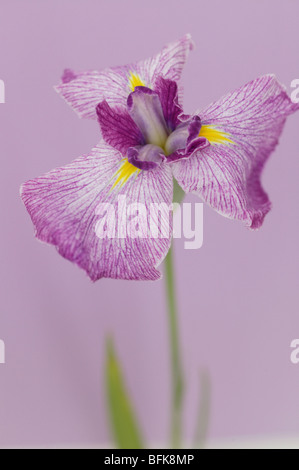 Iris Close up fond coloré Banque D'Images