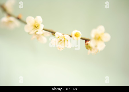 Fleurs prune sur branch, Close up, Kyoto Prefecture, Japan Banque D'Images