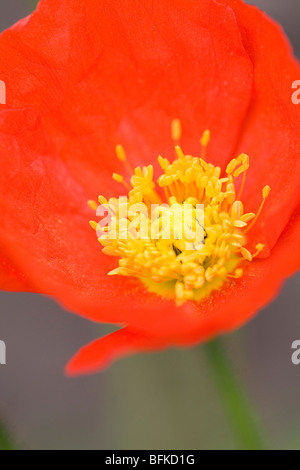 Seule fleur de pavot d'Islande Banque D'Images