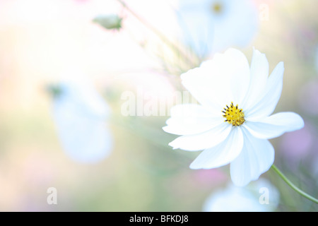 Cosmos blanc Banque D'Images