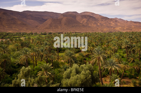 AGDZ, MAROC - oasis de palmiers date à Tamnougalt kasbah, dans les montagnes de l'Atlas. Banque D'Images