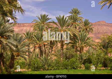 AGDZ, MAROC - Palmiers à Tamnougalt kasbah, dans les montagnes de l'Atlas. Banque D'Images