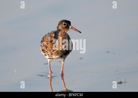 Kampfläufer (Philomachus pugnax) - ruff Banque D'Images