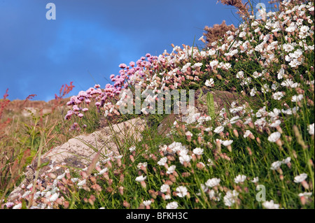 Masse de la mer blanche et rose campion thrift Banque D'Images