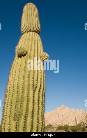 Cactus Saguaro (Carnegiea gigantea) Montagnes Cabeza Prieta, le sud de l'Arizona Banque D'Images