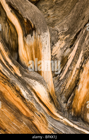 Bristlecone Pine (Pinus longaeva) Détail de l'antique bois textures, Mathusalem Grove, Montagnes Blanches, en Californie Banque D'Images