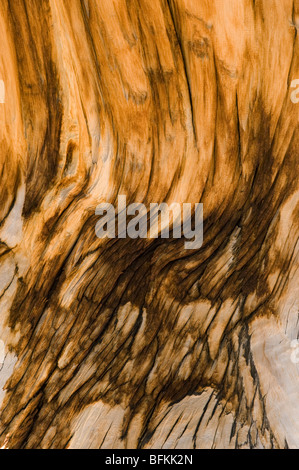 Bristlecone Pine (Pinus longaeva) Détail de l'antique bois textures, Mathusalem Grove, Montagnes Blanches, en Californie Banque D'Images