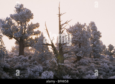 An ice storm in mid winter moves across the Badlands Wilderness near Bend, Oregon Banque D'Images