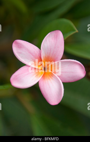 Pink plumeria Blossom. Banque D'Images