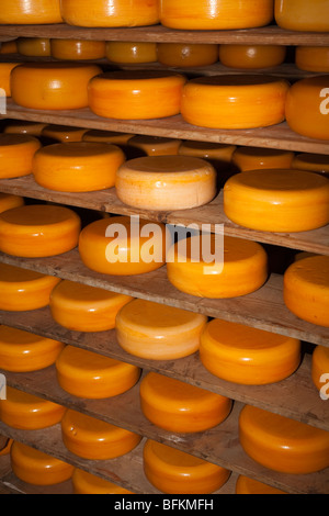 Etagères de fromage tours sur afficher Zuiderzeemuseum Enkhuizen Pays-Bas Banque D'Images