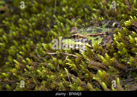 Grenouille ibérique (Rana perezi) Banque D'Images