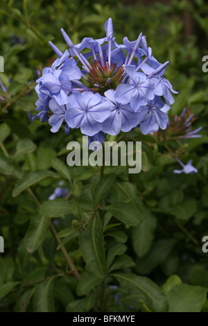 Cape Leadwort Plumbago capensis prises à Arusha, Tanzanie Banque D'Images