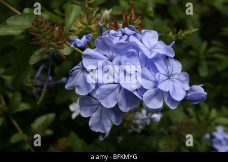 Cape Leadwort Plumbago capensis prises à Arusha, Tanzanie Banque D'Images