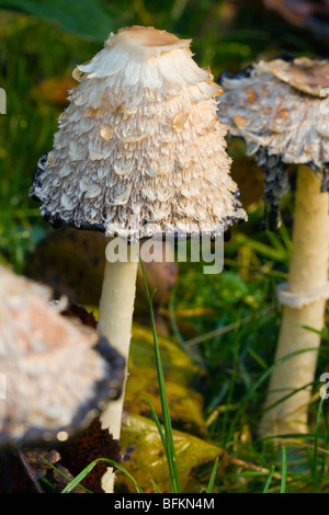 Shaggy Parasol, Macrolepiota rhacodes, champignons poussant dans la Slovénie. Banque D'Images