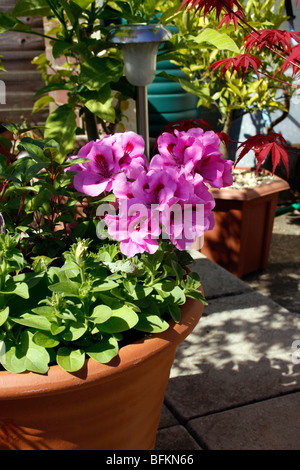 Pélargonium et autres jeunes plantes poussant dans un pot en terre cuite au début de l'été. Banque D'Images