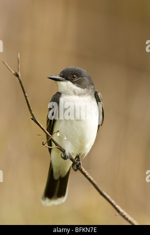 Tyran tritri (Tyrannus tyrannus) Banque D'Images