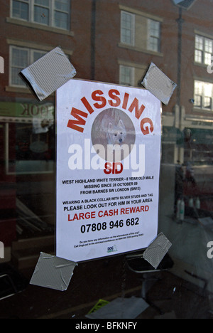 L'affiche de la maison d'un chien, un terrier appelé sid, dans la région de Barnes high street, dans le sud-ouest de Londres, Angleterre Banque D'Images