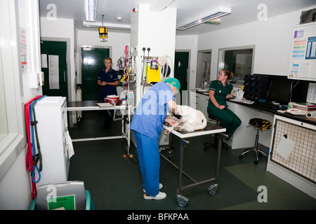 La salle de préparation dans une clinique vétérinaire de la UK Banque D'Images