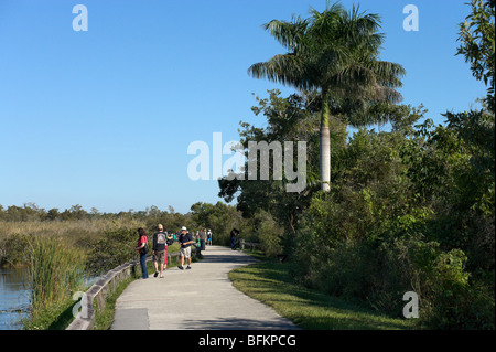 L'anhinga Trail, Royal Palm, le Parc National des Everglades, Florida, USA Banque D'Images