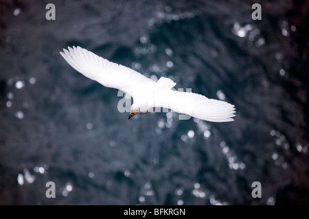 Sheathbill enneigé en vol, South Georgia Island Banque D'Images