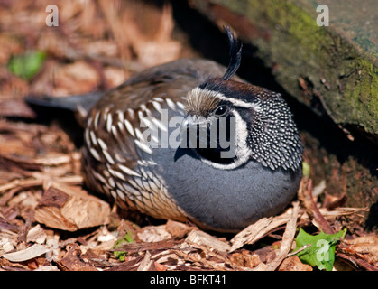 Colin de Californie (Callipepla californica) Banque D'Images