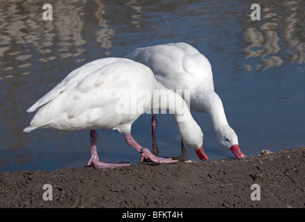 Paire de cygnes Coscoroba coscoroba coscoroba () Banque D'Images