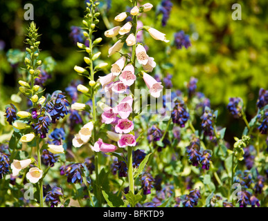 Digitales ou de la digitaline et Cerinthe major Purpurascens ou Honeywort dans un petit jardin Anglais Banque D'Images