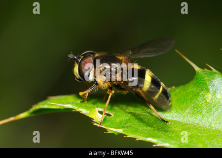 Chrysotoxum bicinctum (Hoverfly) Banque D'Images