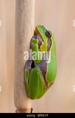 Europäische Laubfrosch (Hyla arborea) - common tree frog - à partir de l'Europe Banque D'Images